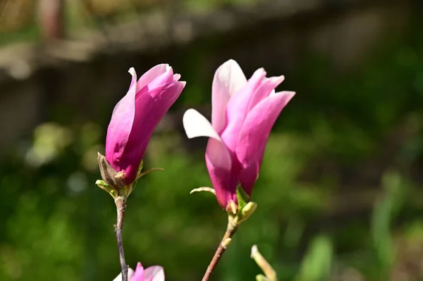 Krásné Růžové Magnólie Květiny Zahradě — Stock fotografie