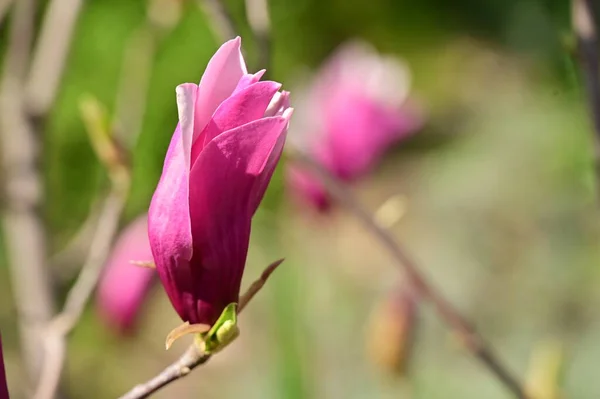 Krásné Růžové Magnólie Květiny Zahradě — Stock fotografie