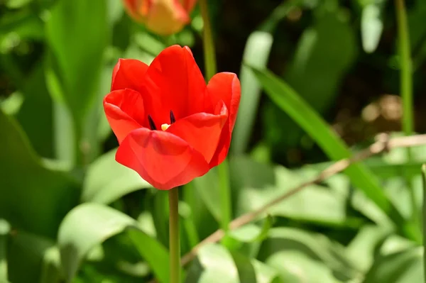 Όμορφη Κόκκινη Τουλίπα Στον Κήπο — Φωτογραφία Αρχείου
