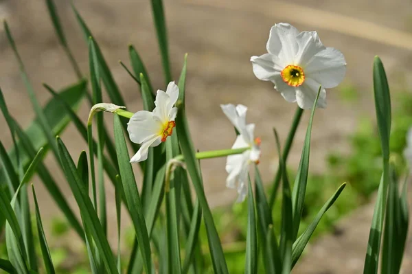 stock image white daffodils growing in the garden