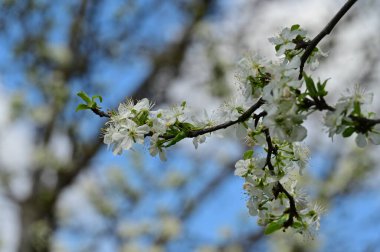 Güzel bahar çiçekleri, doğa arka planı.