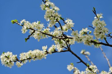 Güzel bahar çiçekleri, doğa arka planı.