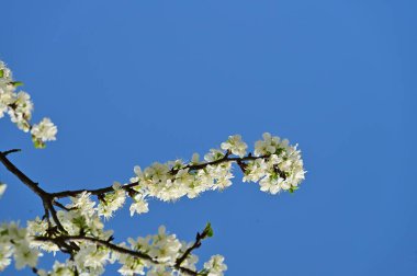 Güzel bahar çiçekleri, doğa arka planı.