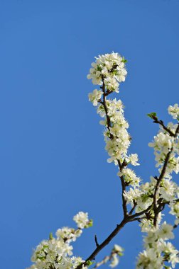 Güzel bahar çiçekleri, doğa arka planı.
