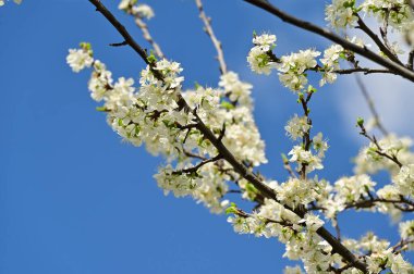 Güzel bahar çiçekleri, doğa arka planı.