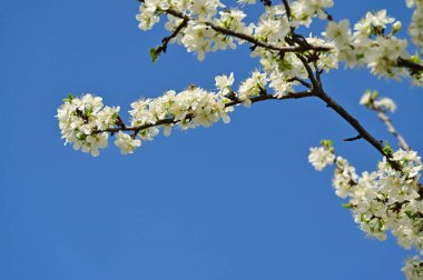Güzel bahar çiçekleri, doğa arka planı.