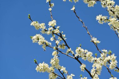 Güzel bahar çiçekleri, doğa arka planı.