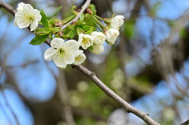 Güzel bahar çiçekleri, doğa arka planı.