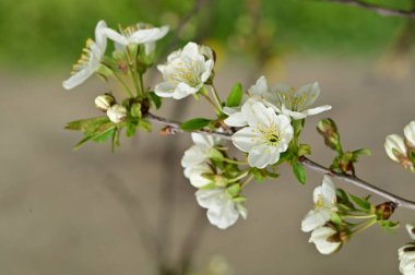 Güzel bahar çiçekleri, doğa arka planı.