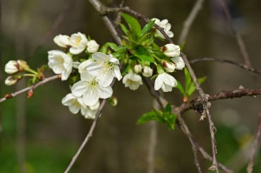 Güzel bahar çiçekleri, doğa arka planı.