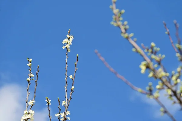 stock image beautiful  spring flowers blossom, nature background