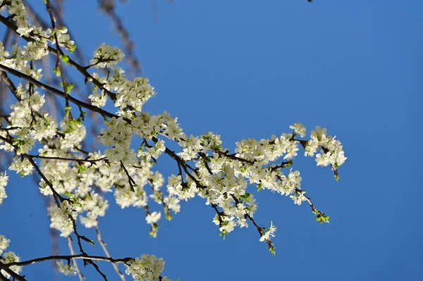 Stock image beautiful  spring flowers blossom, nature background