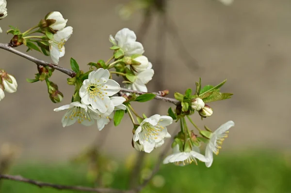 美しい春の花自然背景 — ストック写真