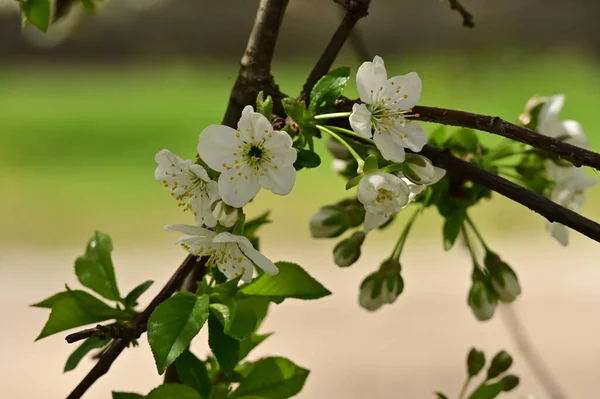 美丽的春花绽放 自然背景 — 图库照片