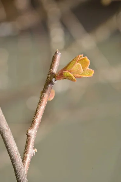 Листья Растении Саду — стоковое фото