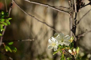 Güzel bahar çiçekleri, doğa arka planı.