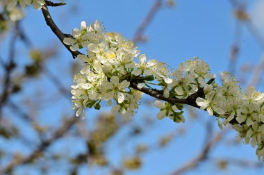 Güzel bahar çiçekleri, doğa arka planı.
