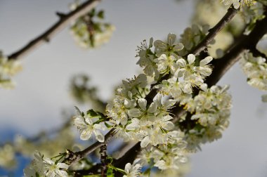 Güzel bahar çiçekleri, doğa arka planı.