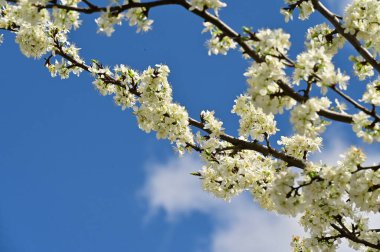 Güzel bahar çiçekleri, doğa arka planı.