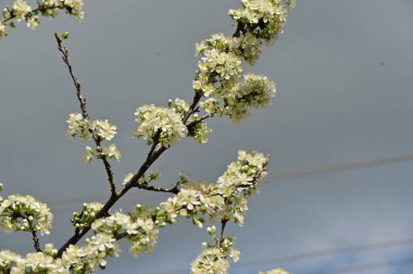 Güzel bahar çiçekleri, doğa arka planı.