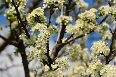 Güzel bahar çiçekleri, doğa arka planı.