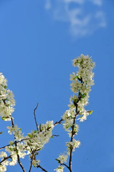 stock image beautiful  spring flowers blossom, nature background