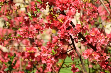 Güzel bahar çiçekleri, doğa arka planı.