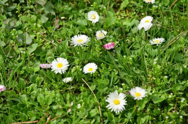 close up view of  beautiful flowers  in garden 