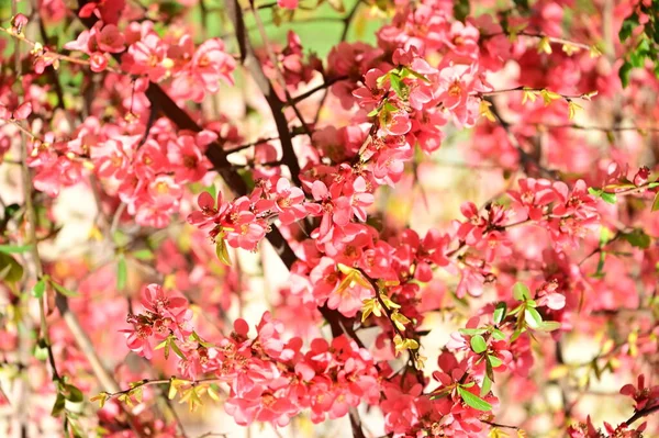 stock image beautiful  spring flowers blossom, nature background