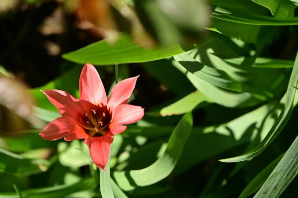 庭で育つ美しいチューリップの花 — ストック写真