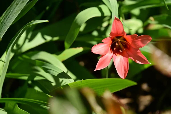 Όμορφη Τουλίπα Λουλούδι Που Αναπτύσσεται Στον Κήπο — Φωτογραφία Αρχείου