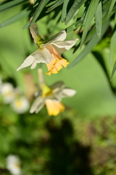 Krásné Narcisy Květiny Zahradě — Stock fotografie