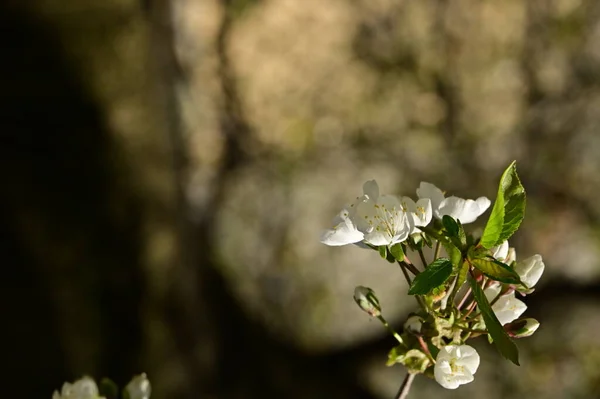 Schöne Frühlingsblumen Blühen Natur Hintergrund — Stockfoto