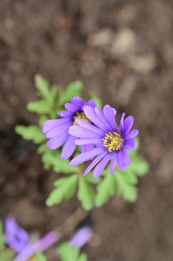close up view of  beautiful flowers  in garden 