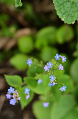 close up view of  beautiful flowers  in garden 