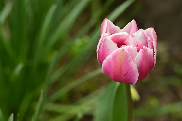 Bahçede Büyüyen Güzel Lale Çiçeği — Stok fotoğraf