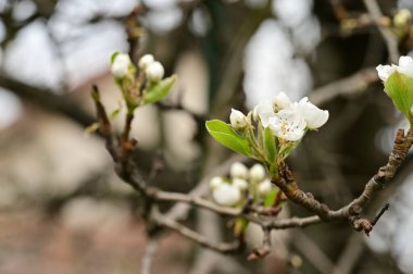 Güzel bahar çiçekleri, doğa arka planı.