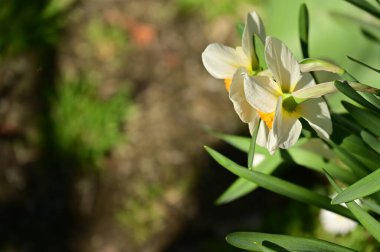 Bahçedeki nergis çiçekleri