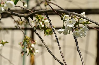 Güzel bahar çiçekleri, doğa arka planı.