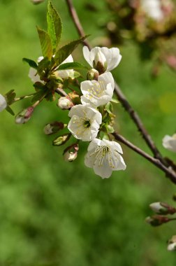 Güzel bahar çiçekleri, doğa arka planı.