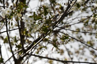 Güzel bahar çiçekleri, doğa arka planı.