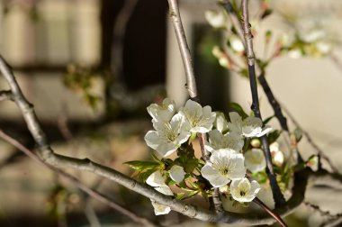 Güzel bahar çiçekleri, doğa arka planı.