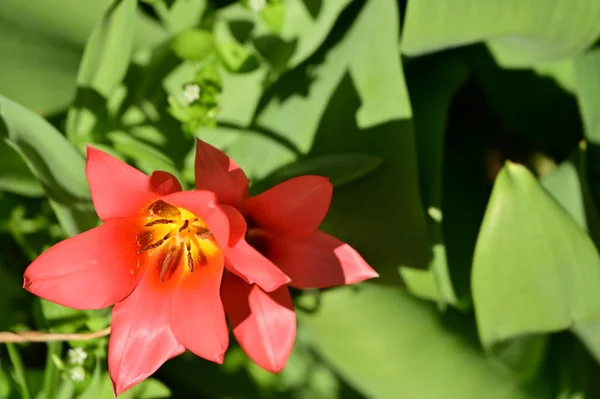Piękne Kwiaty Tulipan Rośnie Ogrodzie — Zdjęcie stockowe