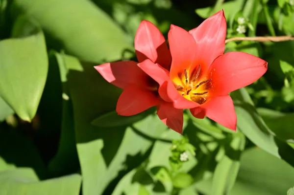 Piękne Kwiaty Tulipan Rośnie Ogrodzie — Zdjęcie stockowe