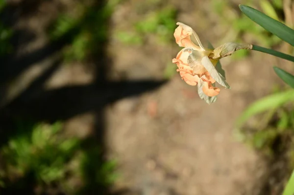Vacker Påsklilja Blomma Närbild — Stockfoto