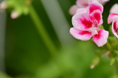 Bahçede yetişen güzel çiçekler