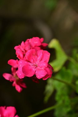 Bahçede yetişen güzel çiçekler