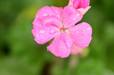 Bahçede yetişen güzel çiçek