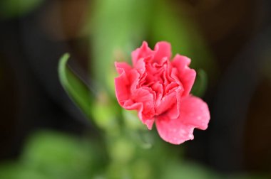 Bahçede yetişen güzel çiçek