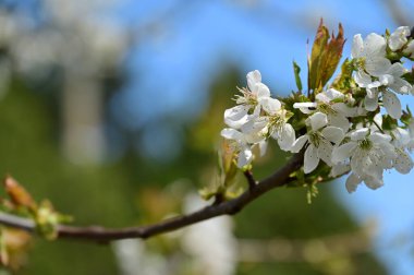Güzel bahar çiçekleri, doğa arka planı.